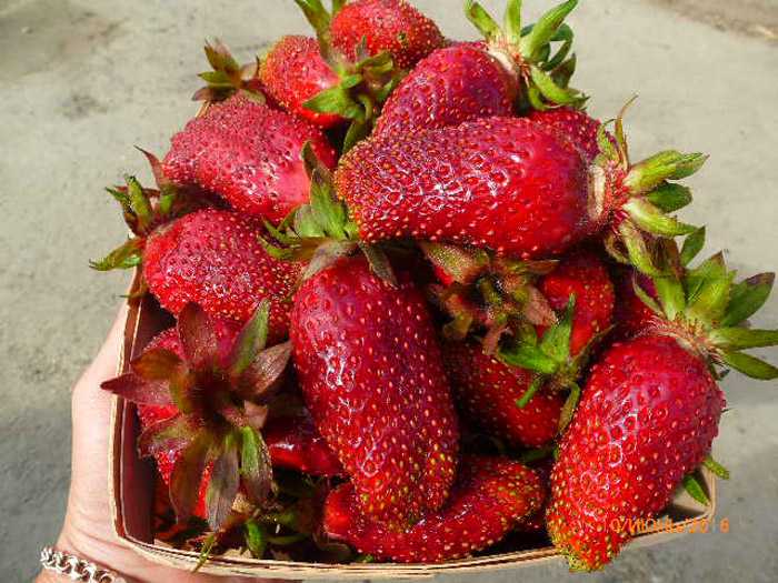 Земклуника купчиха — гибрид двух ягодных культур на вашей грядке