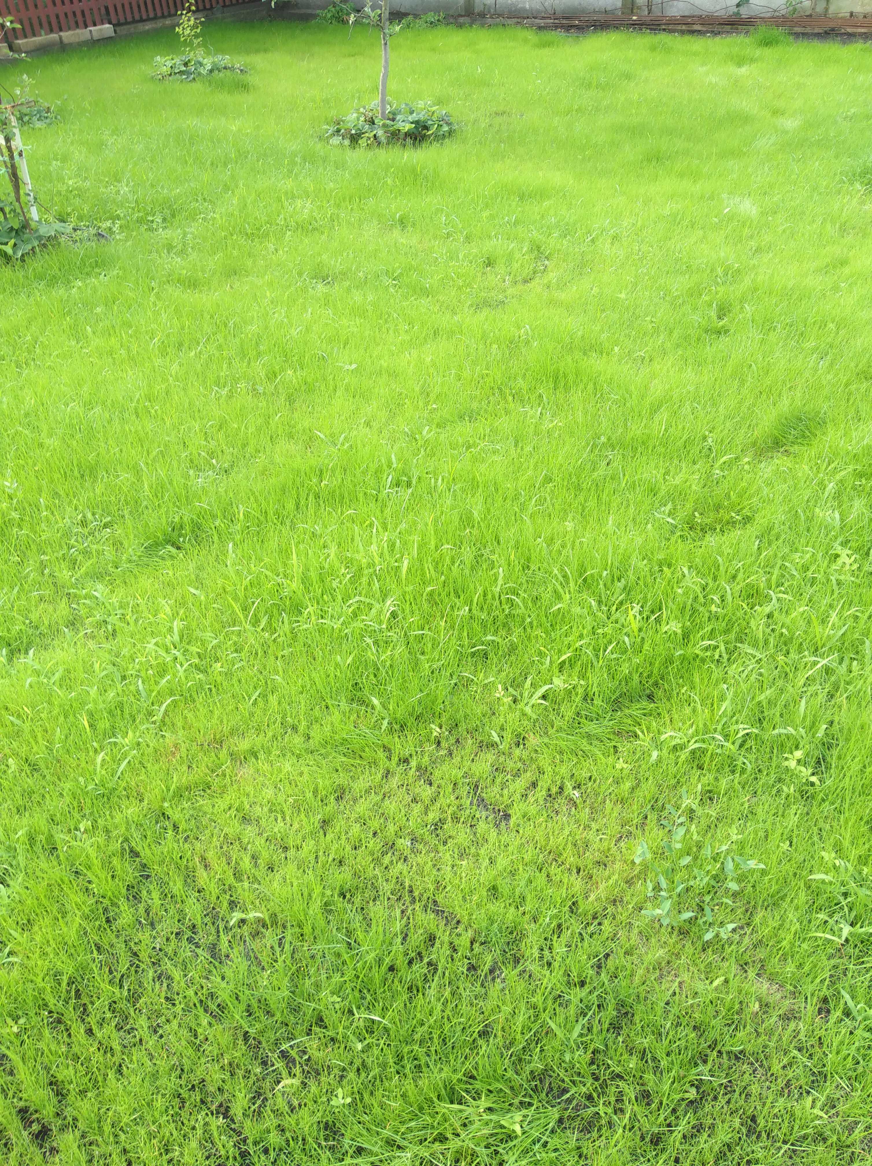 Сколько всходит газонная трава. Первое кошение газона весной. Экоцентр газон в Новокузнецке.