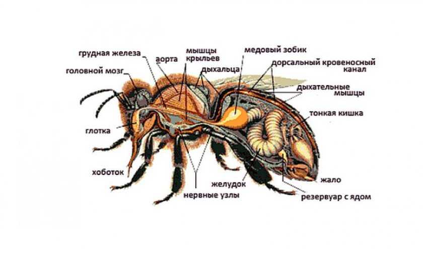 Описание пчелы плотника, особенности поведения