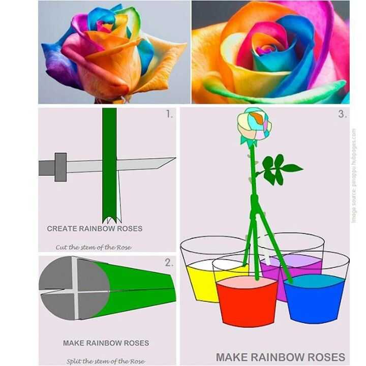 О радужной розе: как сделать розу с разноцветными лепестками, роза в колбе