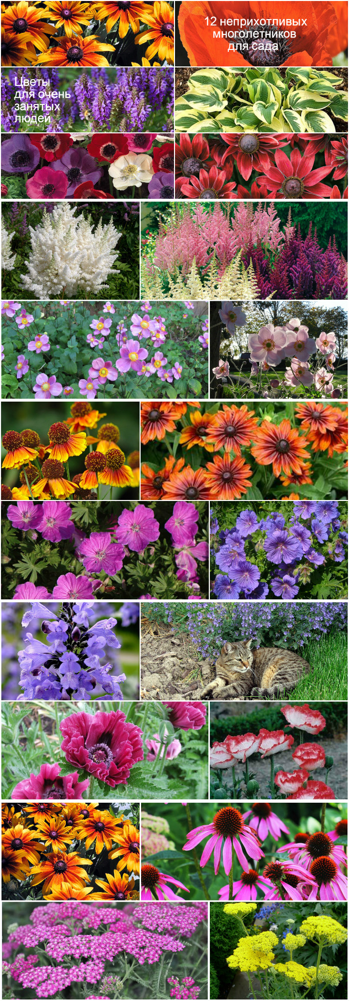 Садовые цветы многолетники каталог с фотографиями