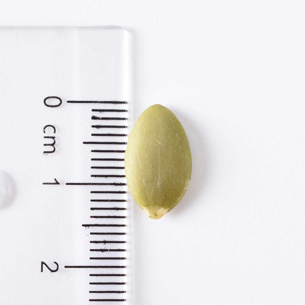 Длина семени тыквы. Семена тыквы размер. Размер семян тыквы. Размер семян тыквы обыкновенной. Тыквенная семечка размер.