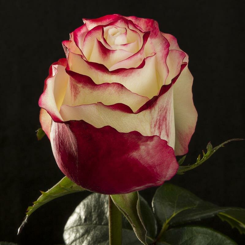 Описание разновидностей немецкой розы кордес: лучшие зимостойкие сорта
