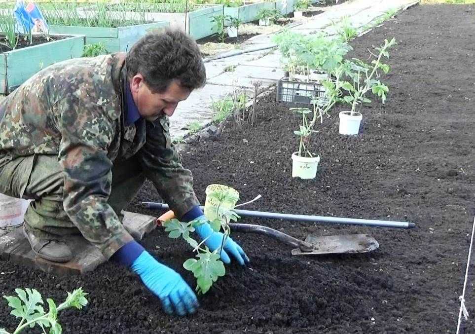 Посадка арбузов в открытый грунт семенами