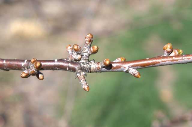 Почему у дерева яблони не развились листья – первая помощь при нарушении формирования листвы