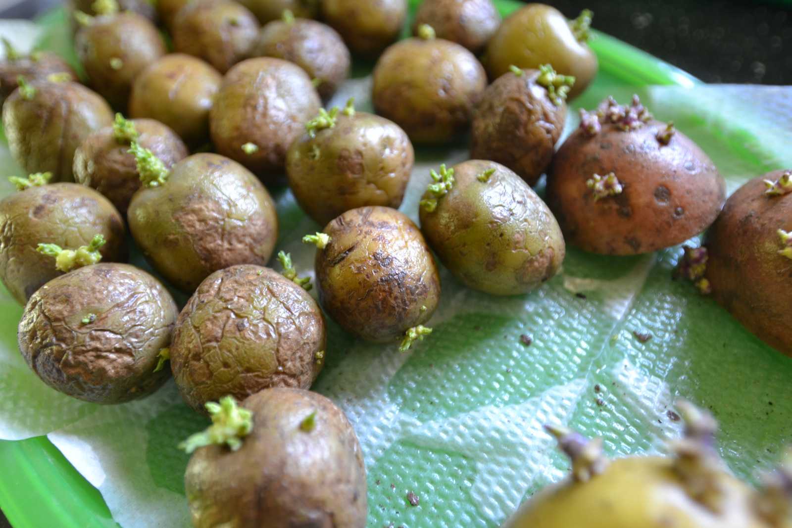 Когда доставать картошку на проращивание для посадки. Семена картофеля из бульбочек. Проращивание картофеля. Картошка с ростками. Проросший картофель.