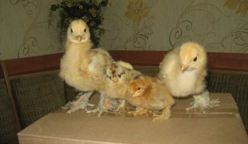 Как отличить суточных цыплят. Цыплята Брама куропатчатая 1 месяц. Брама куропатчатая цыплята суточные. Суточные цыплята брамы палевой. Цыплята Брама белое золото.