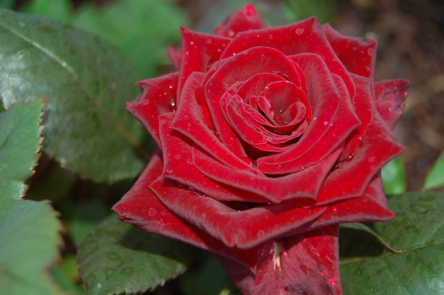 Роза: история и описание цветка - энциклопедия цветов