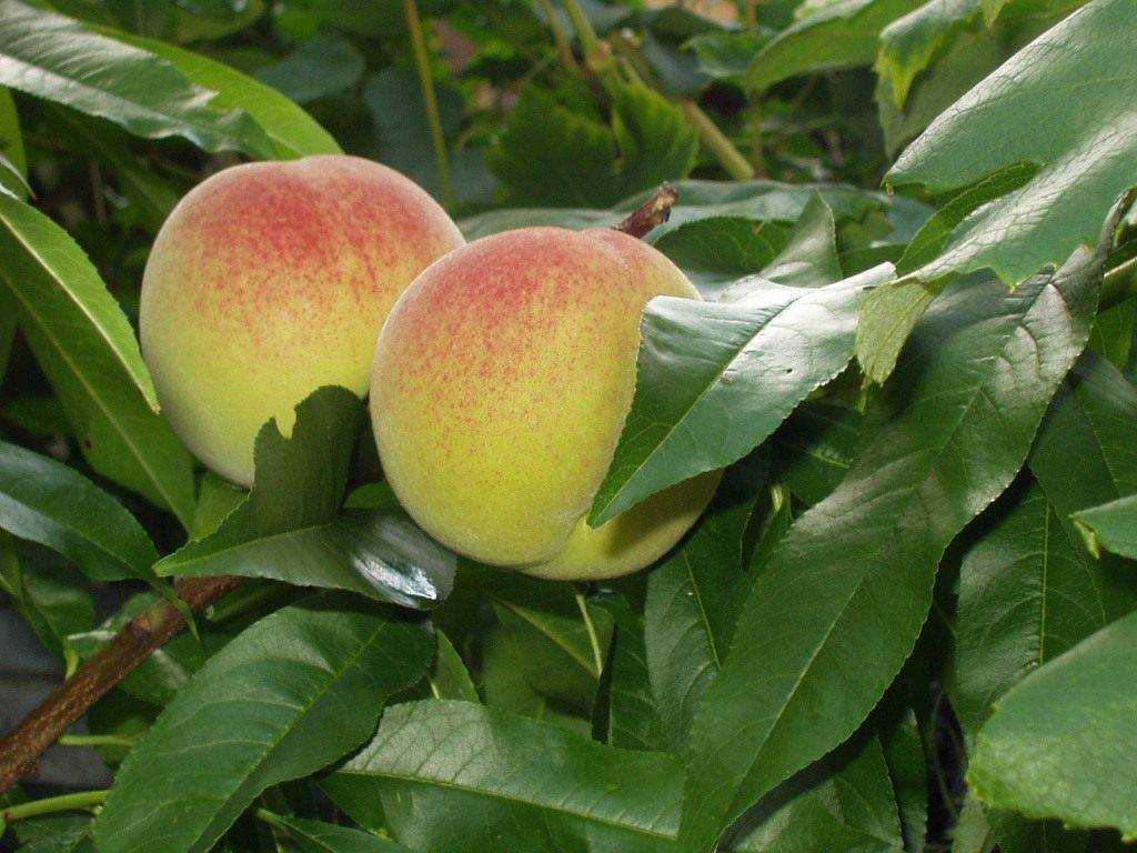 Особенности выращивания гибрида персика и яблока