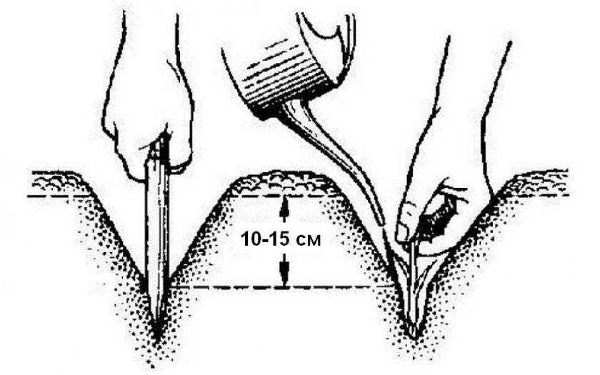 Посадка лука схема посадки