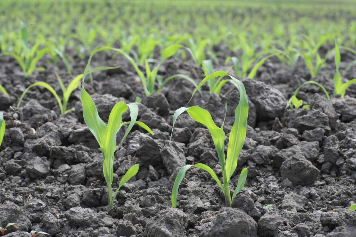 Посадка кукурузы рассадой в открытый грунт: как высаживать, при какой температуре