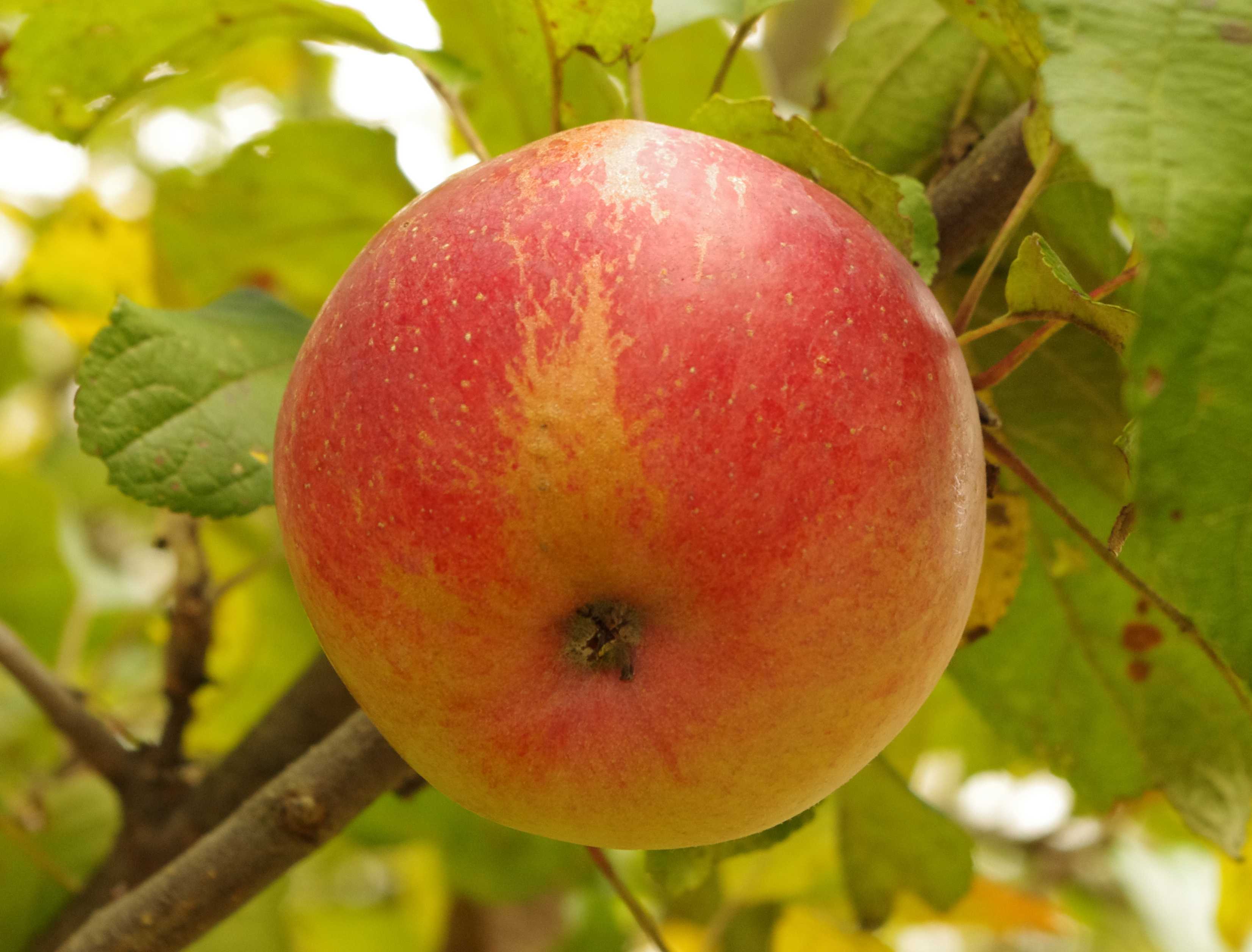 Сорт яблони богатырь: описание и правила выращивания