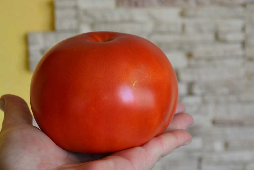 Описание устойчивого к томатным заболеваниям сорта «сахарный гигант»: выращивание и фото помидоров