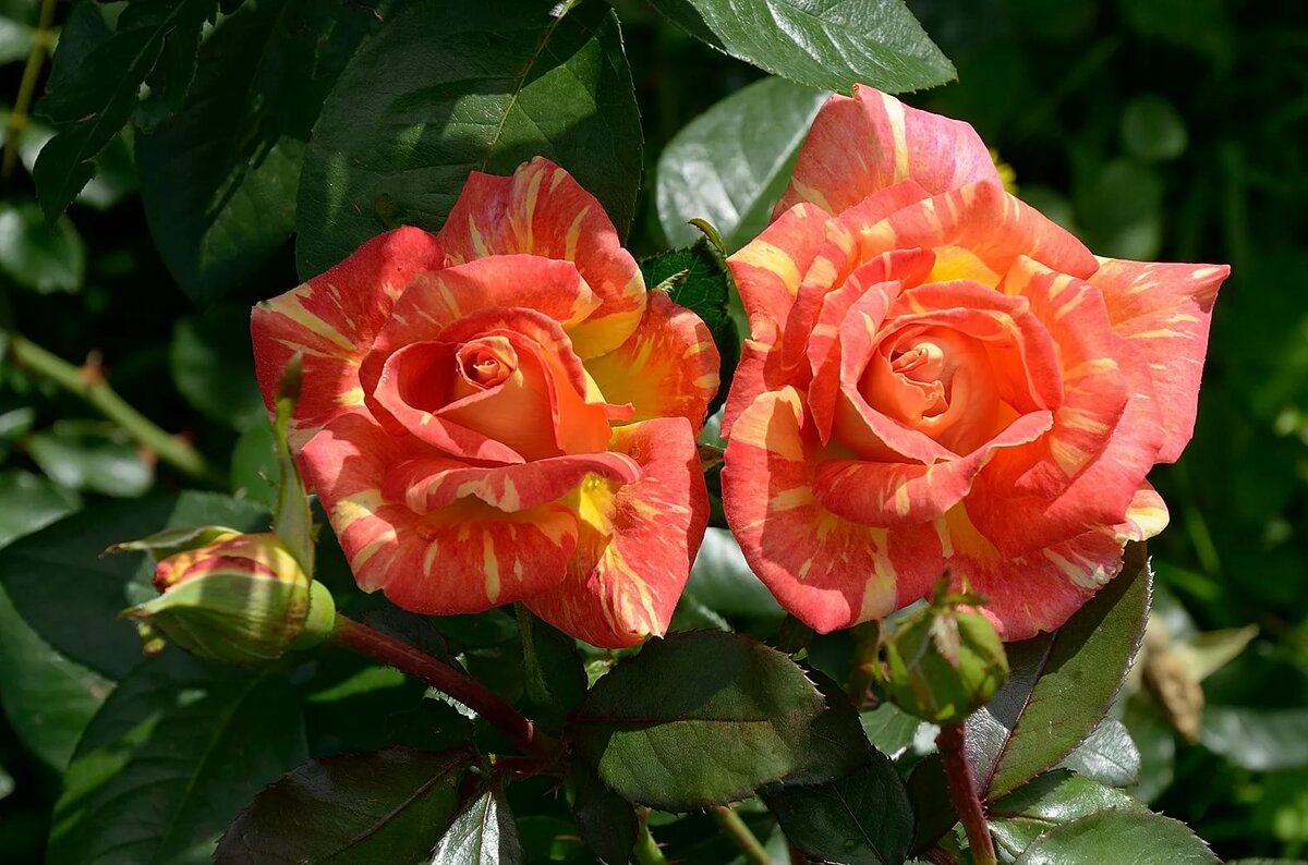 Роза сорт Карибия