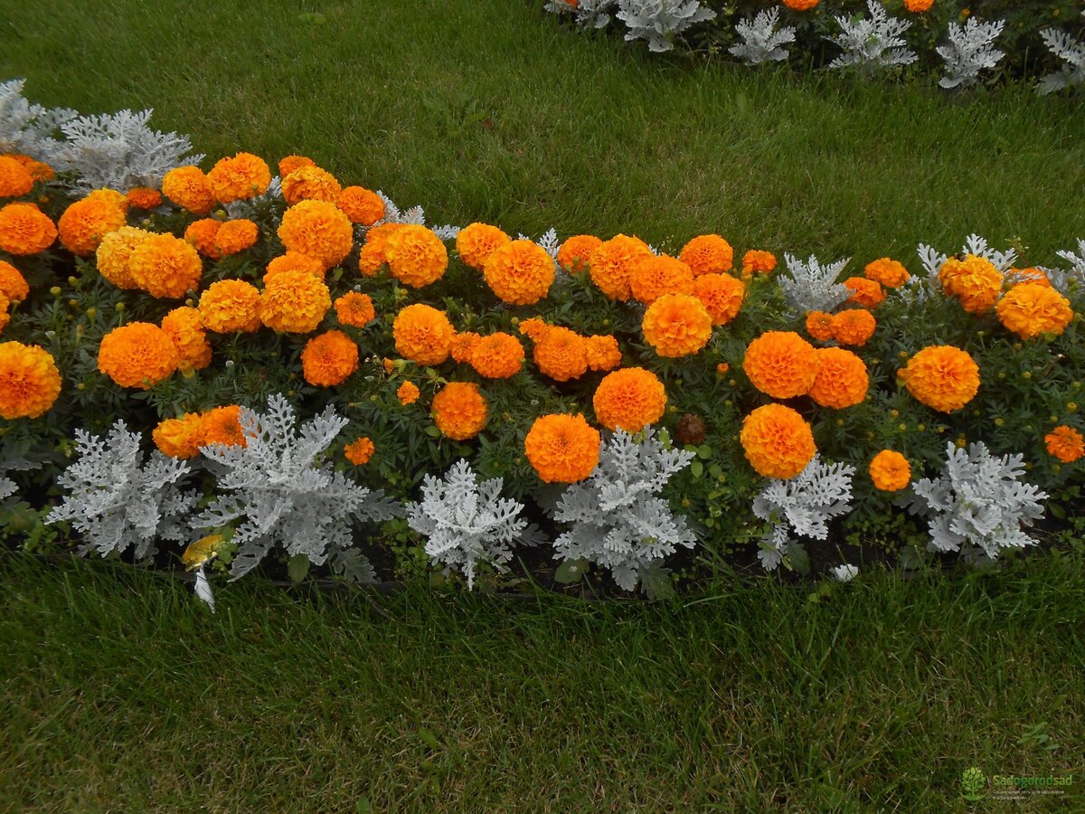 Лучшие однолетние цветы — неприхотливо односезонные цветы украшают ваш сад весь теплый сезон