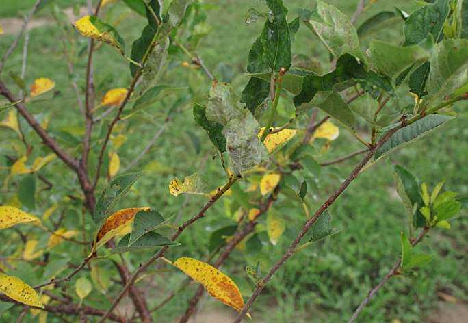 Когда появляются коричневые пятна на листьях яблони, что это за болезнь?