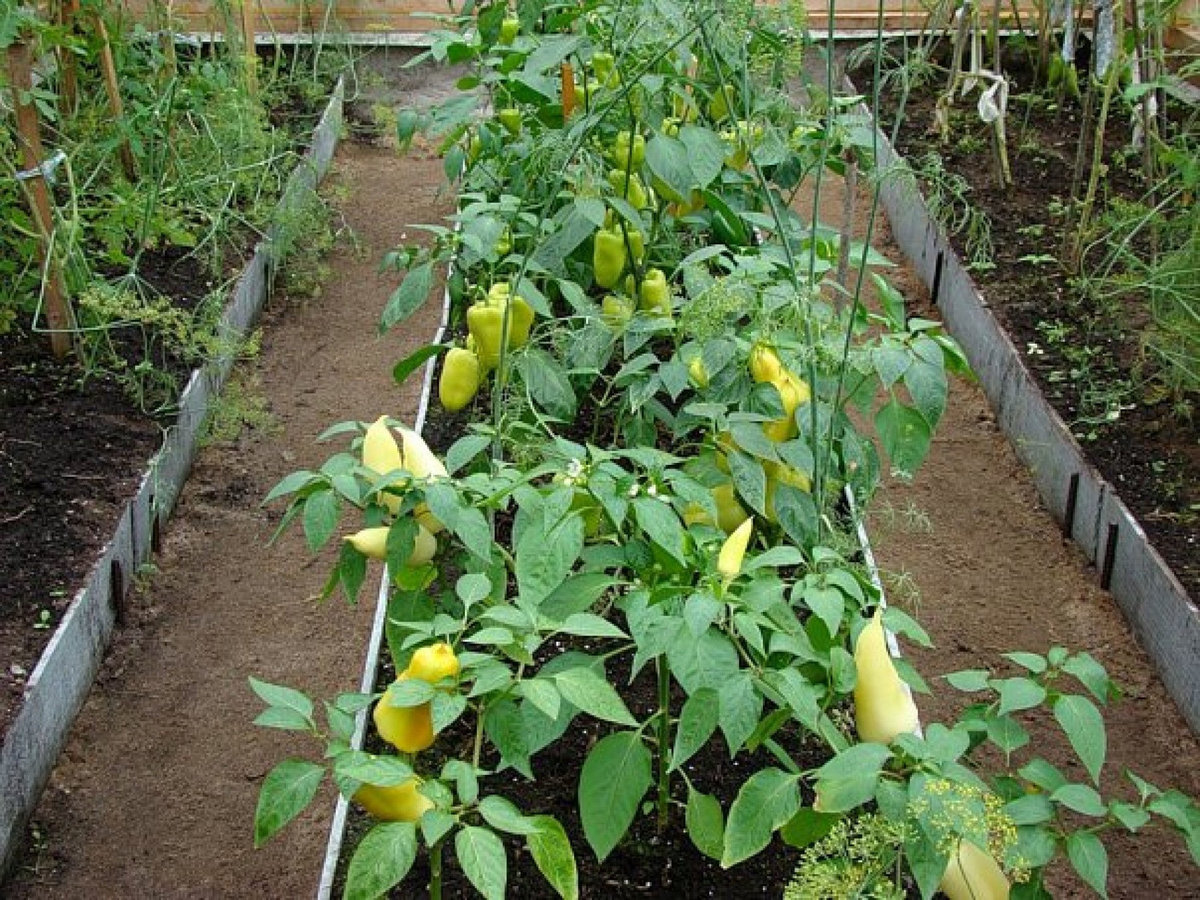 Полезное соседство овощей на грядках: можно ли в одной теплице сажать и огурцы, и помидоры. таблица совместимости, схема и фото