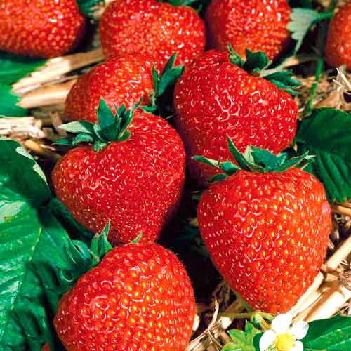 Клубника «полка» — описание сорта, агротехника выращивания, ухода и посадки ягоды в открытом грунте (фото)