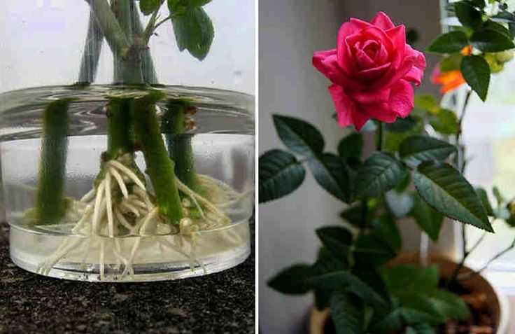 Необычный метод вырастить розу из черенков в домашних условиях в картошке. как посадить и укоренить цветок?