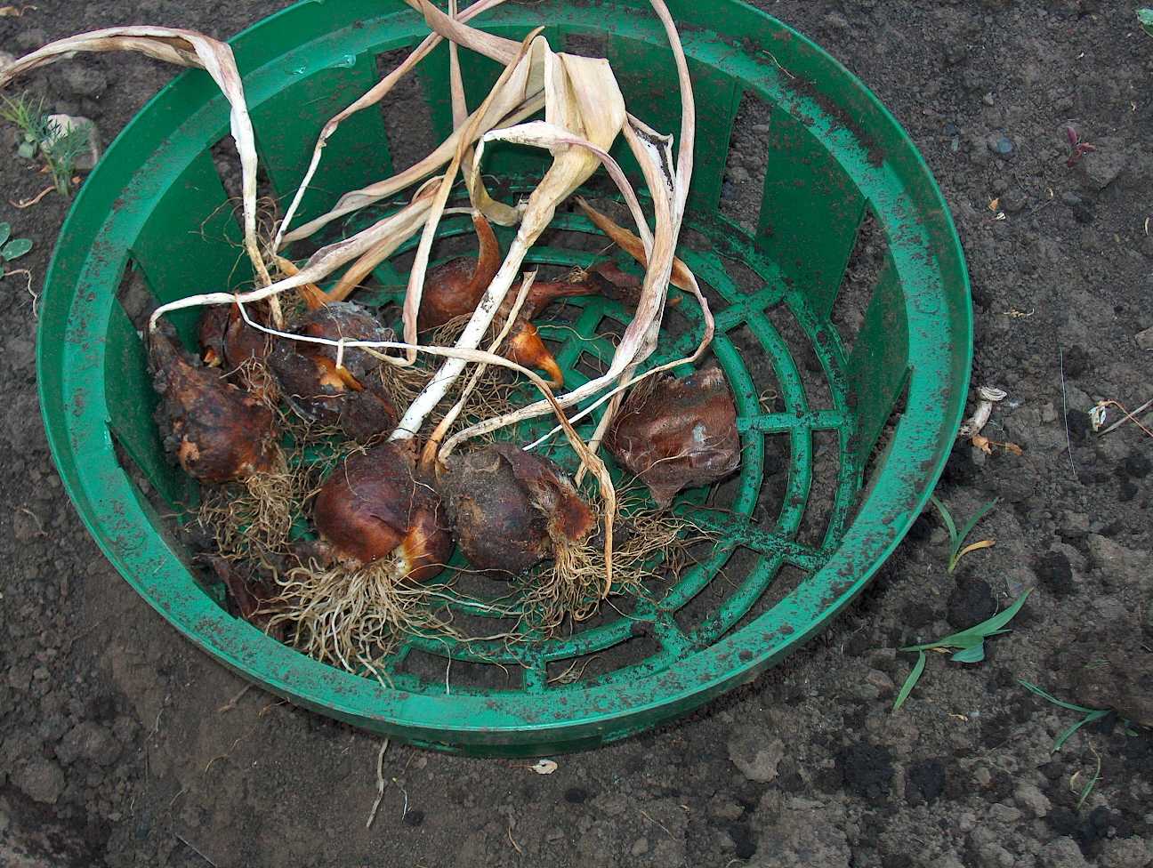 Луковицы тюльпанов (37 фото): когда их сажать и как выращивать? когда выкапывать клубни и как хранить их зимой? как посадить и вырастить дома? можно ли спасти замерзшие луковицы?