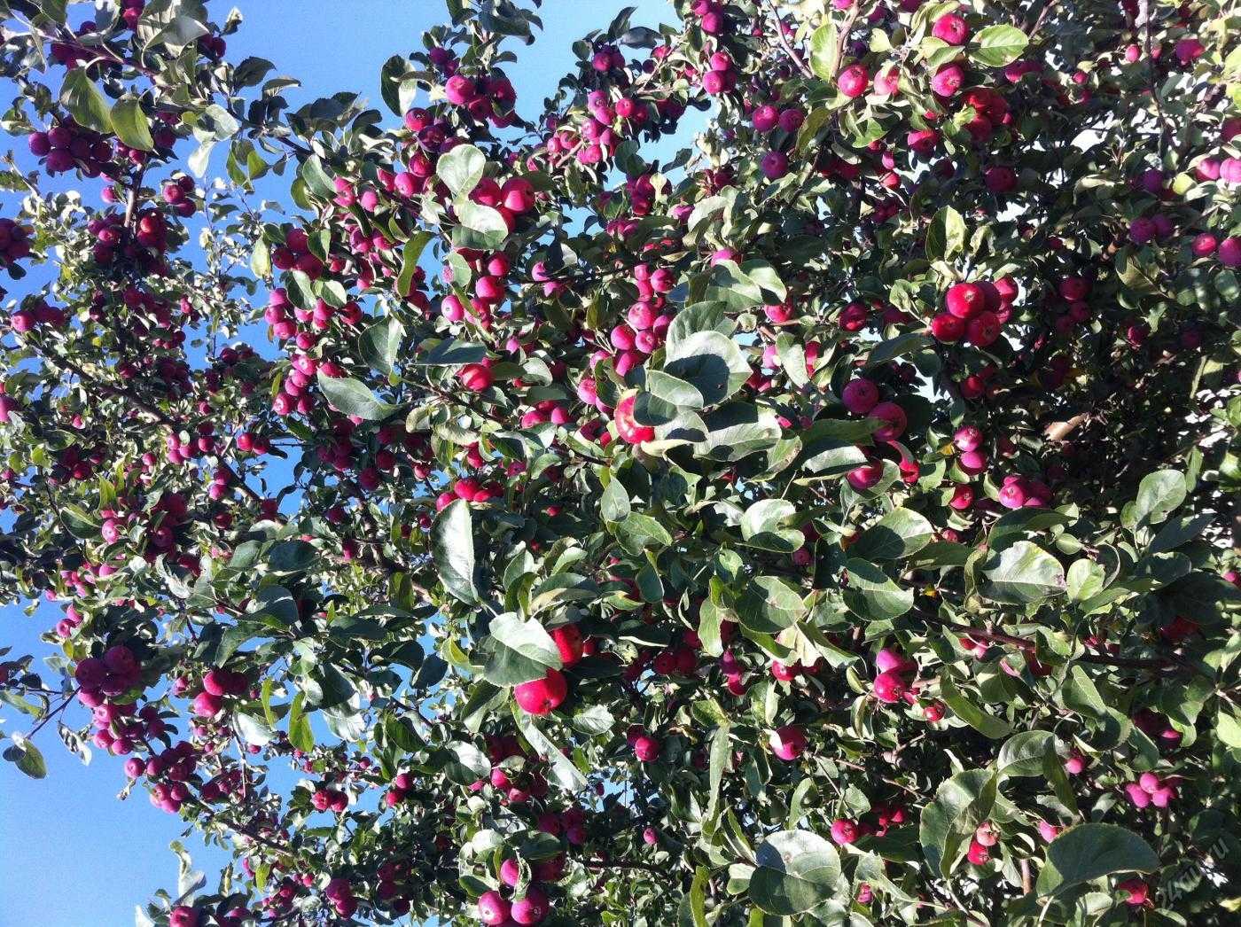 Яблоня алтайская красавица описание фото