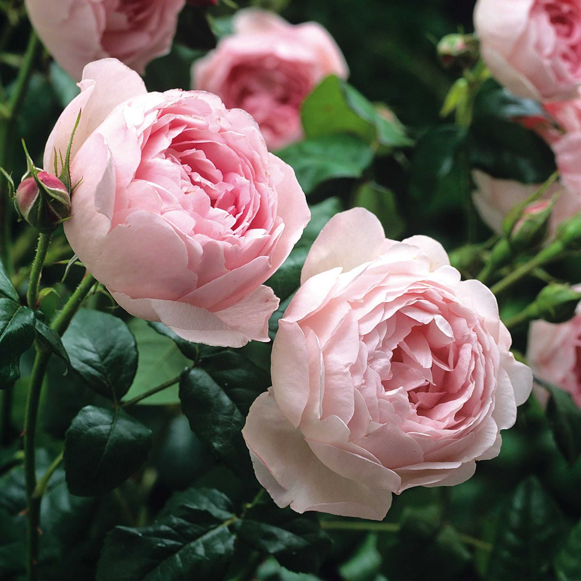 Cорта белых роз с описанием и фото цветущих кустов