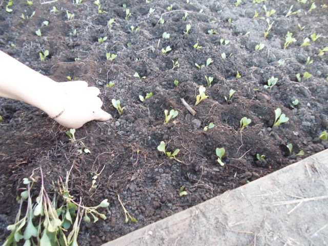 Выращивание рассады капусты в домашних условиях пошагово
