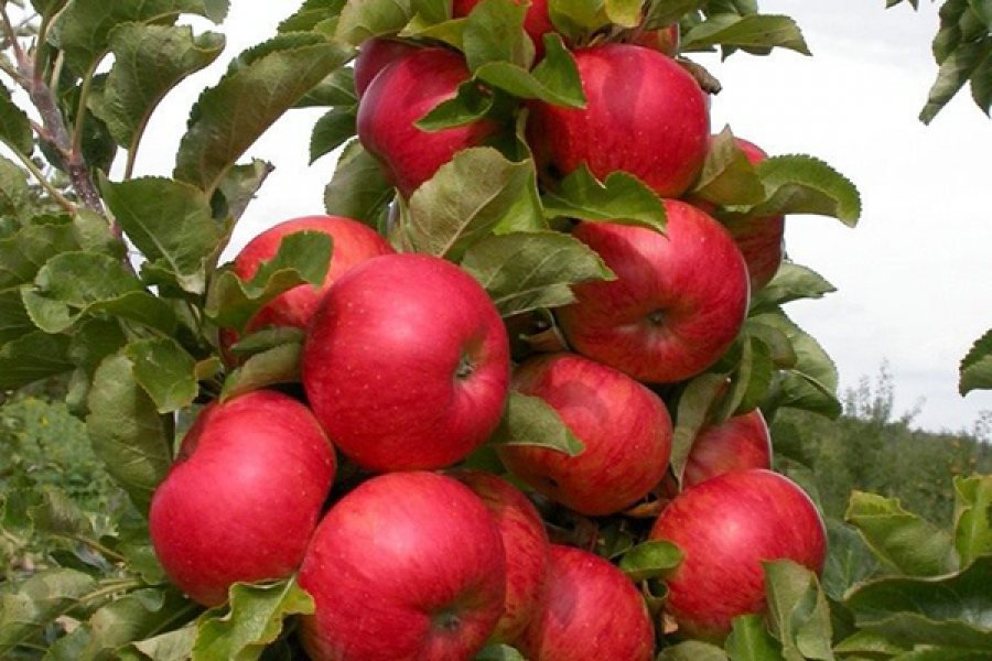 Лучшие сорта колоновидных яблонь для подмосковья, сибири и урала