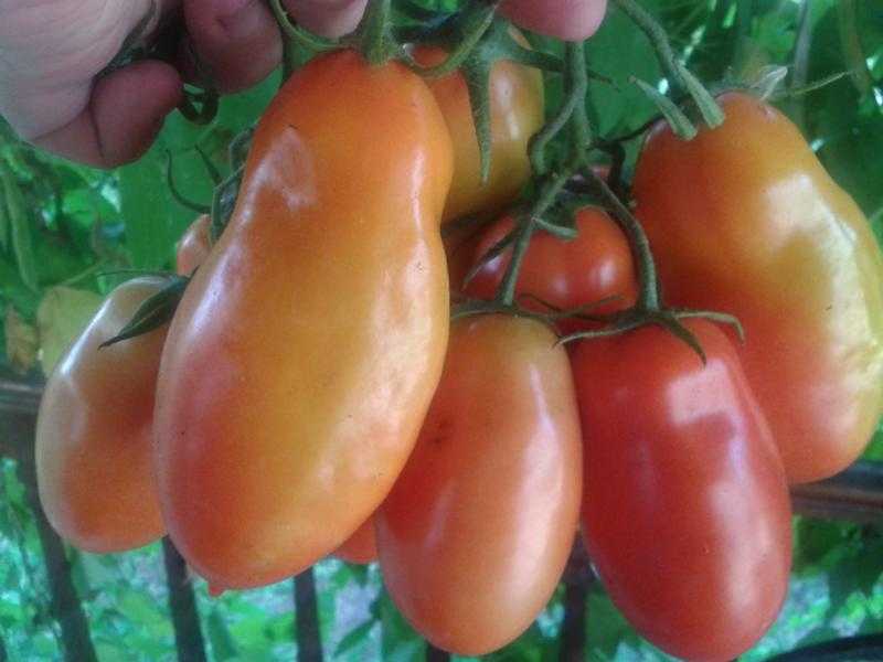 Выращивание помидоров от а до я: выбор сорта, подготовка рассады, методы посадки, уход