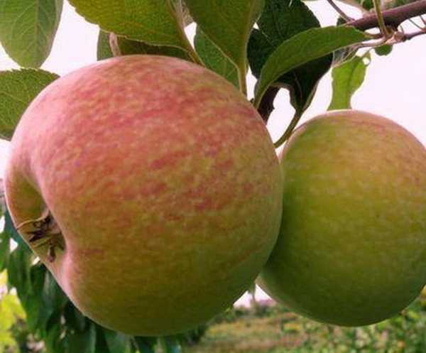 Яблоня конфетное: особенности сорта и 10 советов по посадке и уходу