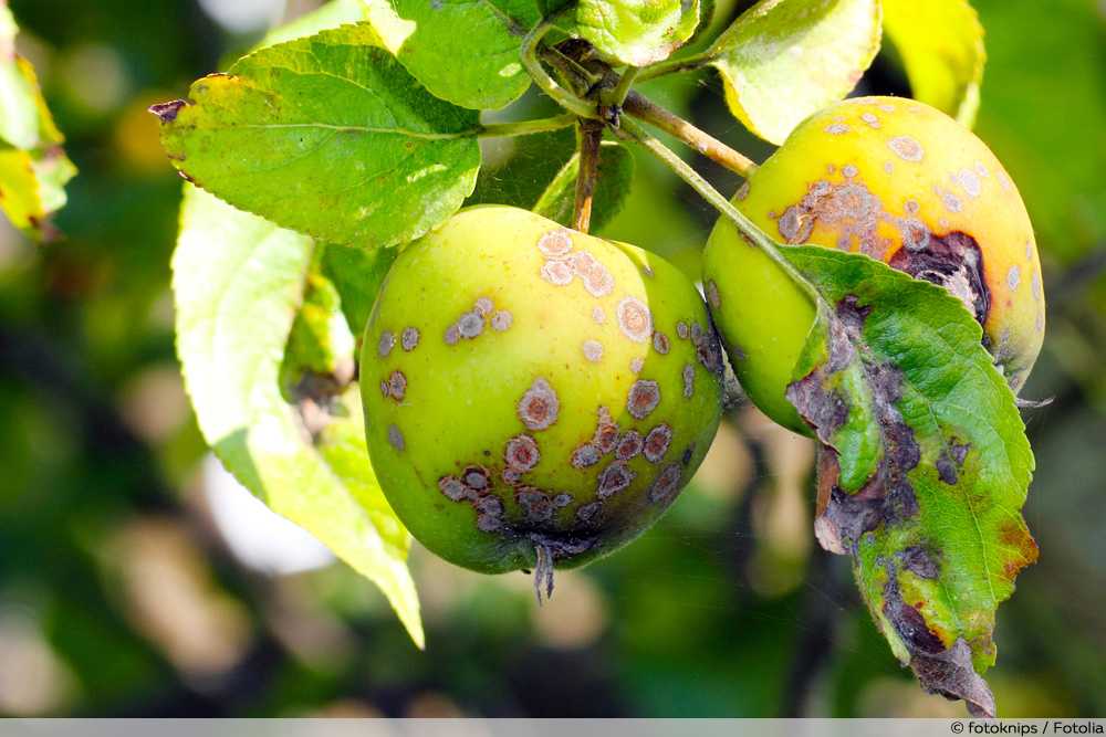 Чем обработать яблоню от парши осенью