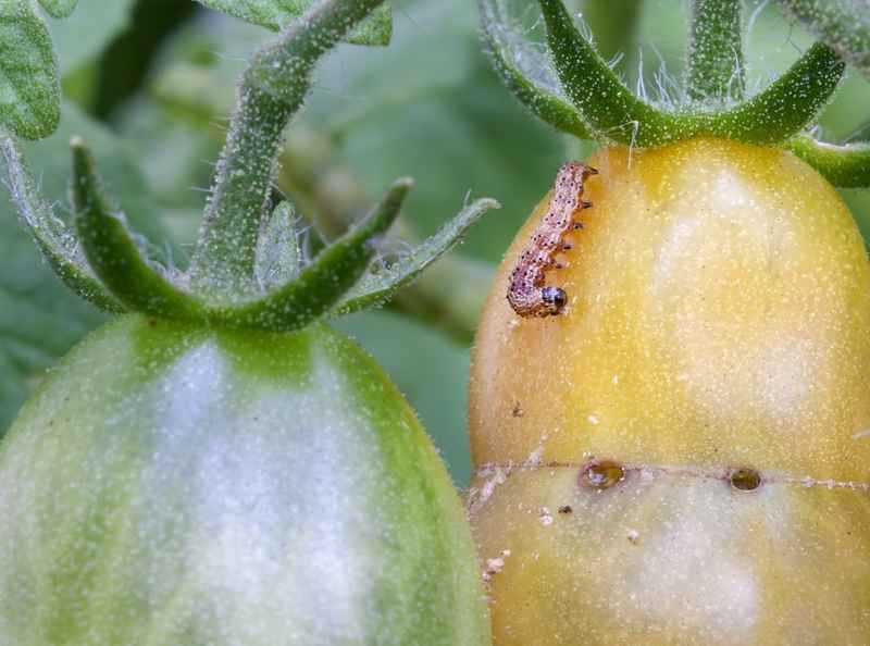 На рассаде перца появилась тля и другие насекомые: чем обработать в домашних условиях