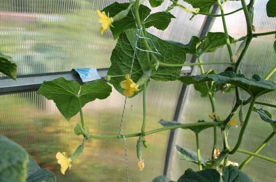 Как вырастить вкусные огурцы – раскрываем секреты опытных огородников