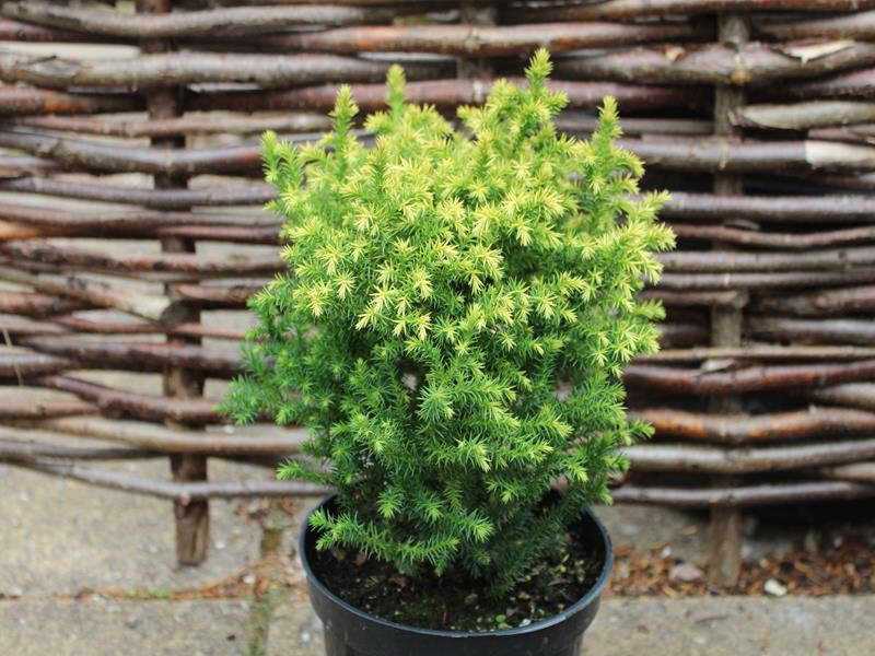 Криптомерия -cryptomeria