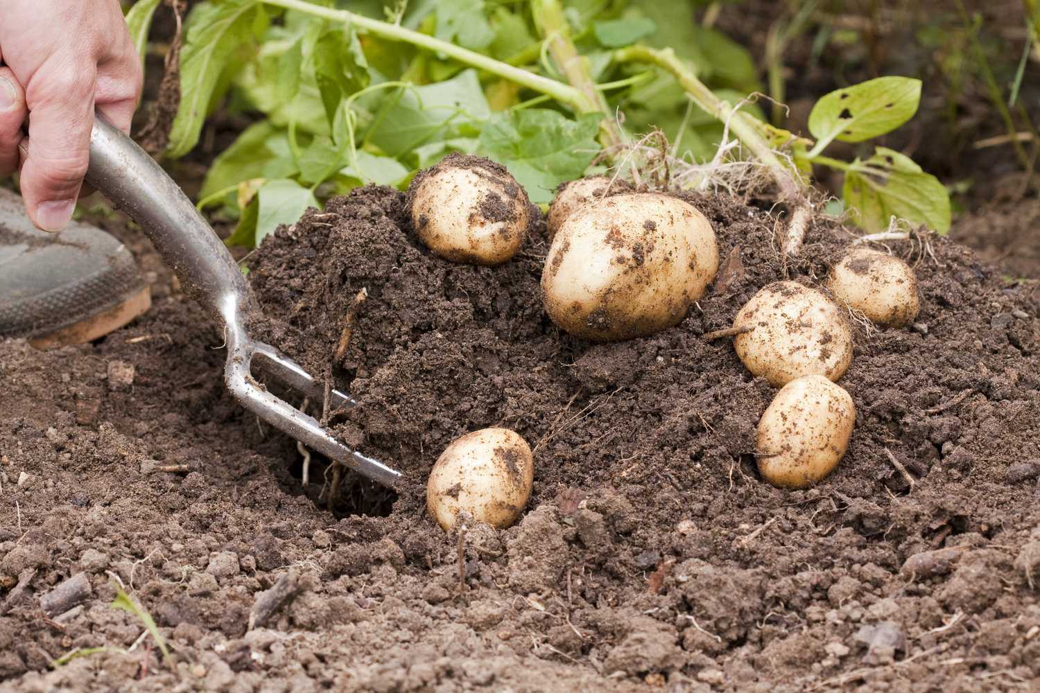 Почва для картофеля – 6 основных типов и 8 этапов подготовки