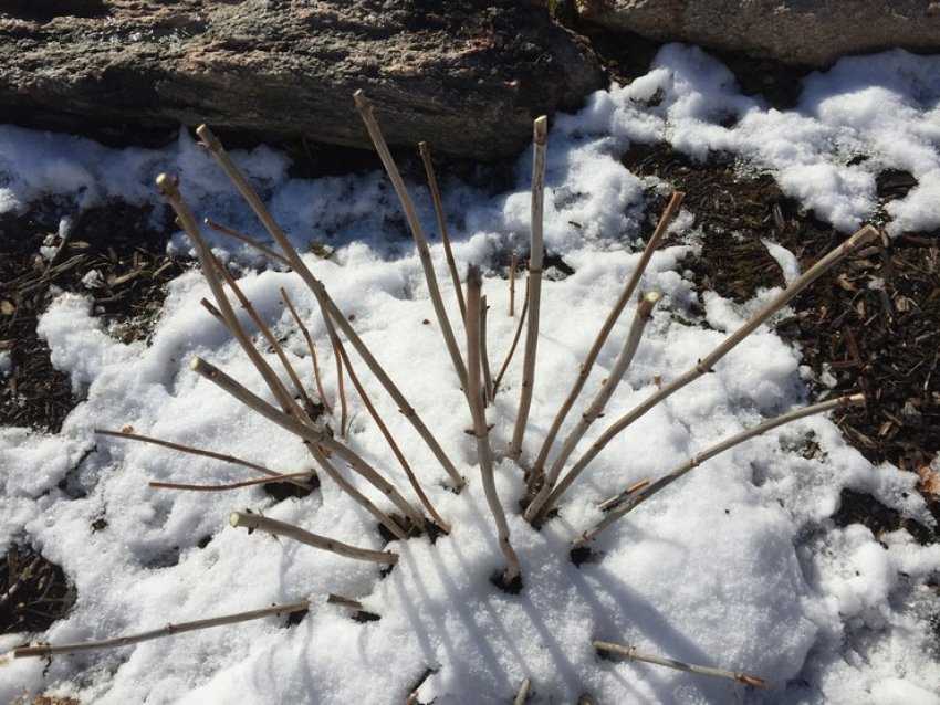 Многолетние хризантемы осенью: уход и подготовка к зиме