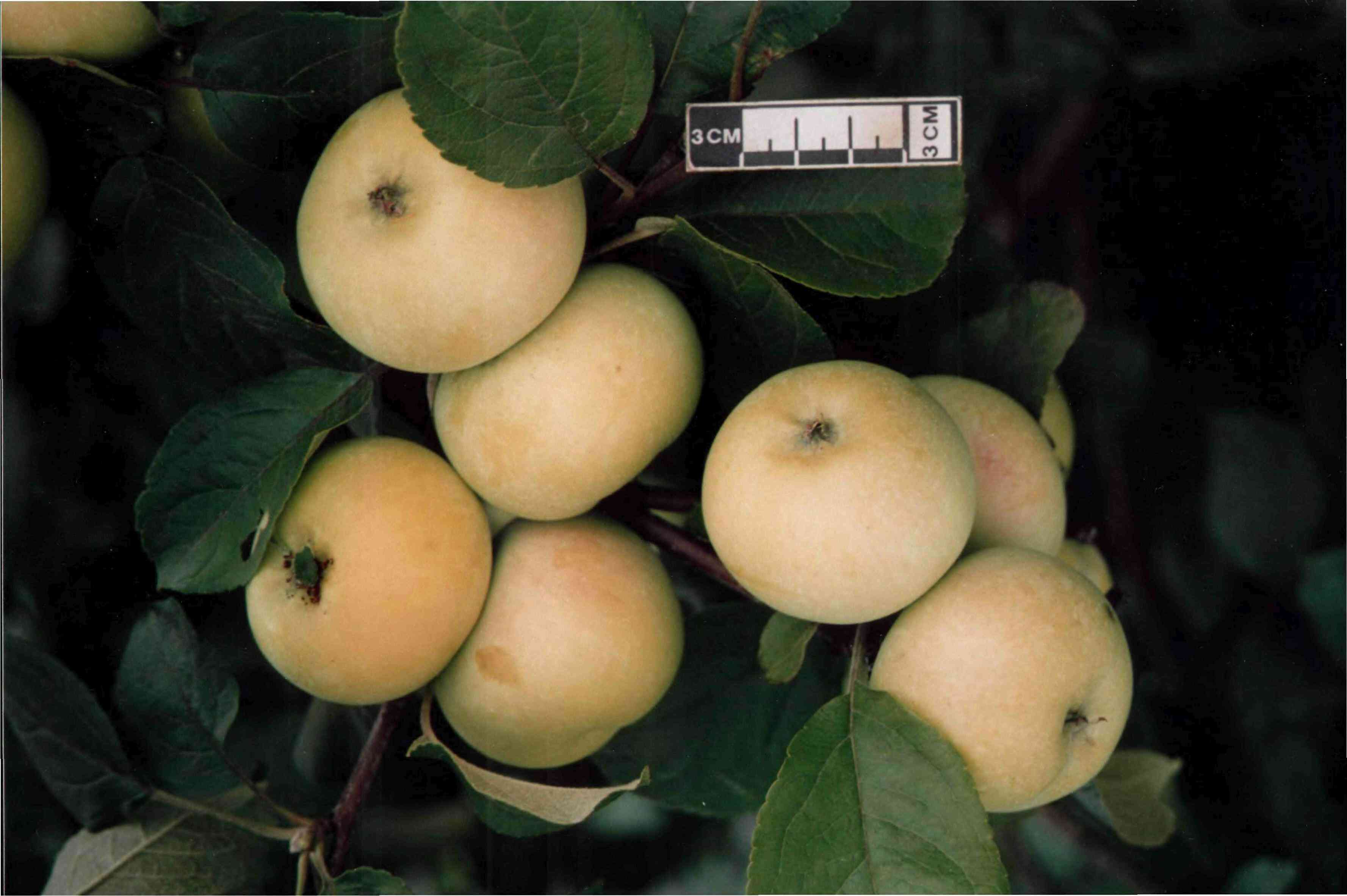 О яблоне Феникс: описание сорта, характеристики, агротехника, выращивание