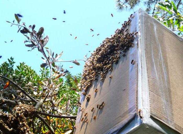 Как поймать рой пчел