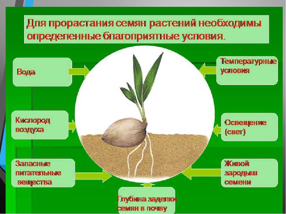 Вывод какие условия необходимы для прорастания семян