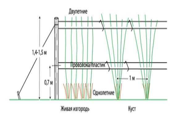 Шпалера для малины – что это такое, устройство, основные виды, размеры конструкции