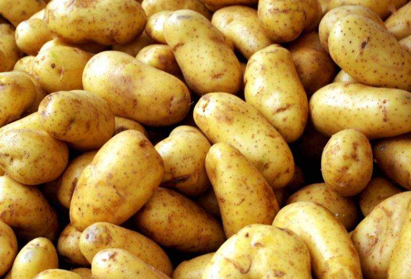 Картофель зорачка: описание и характеристика, отзывы