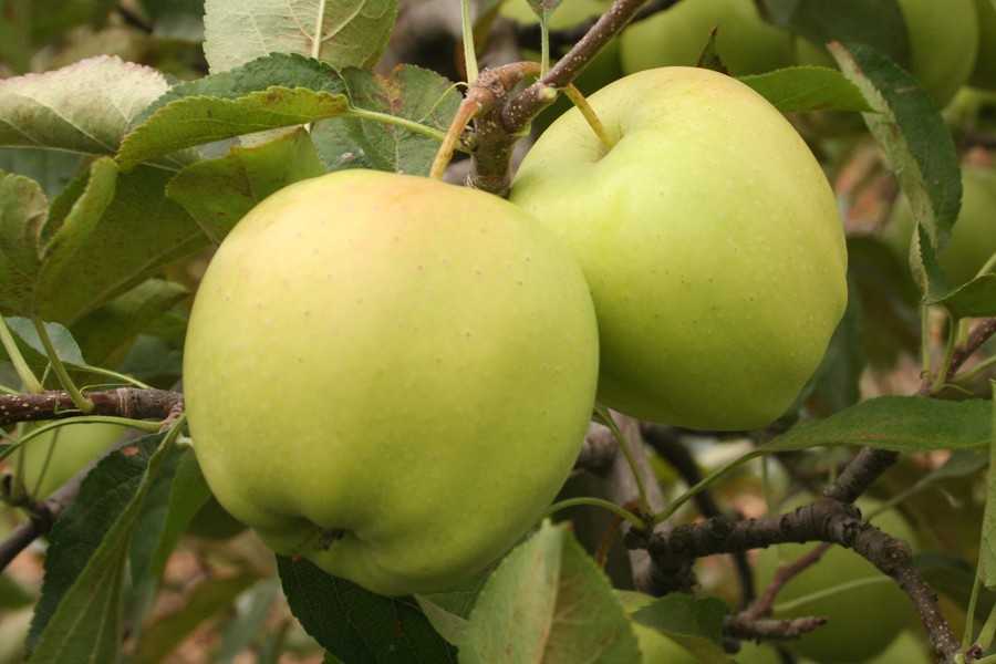 Яблоня голден опылители. Голден Делишес Рейнджерс. Голден Делишес сорта яблони. Яблоко-груша Голден Делишес. Сорт яблок Голден Делишес.