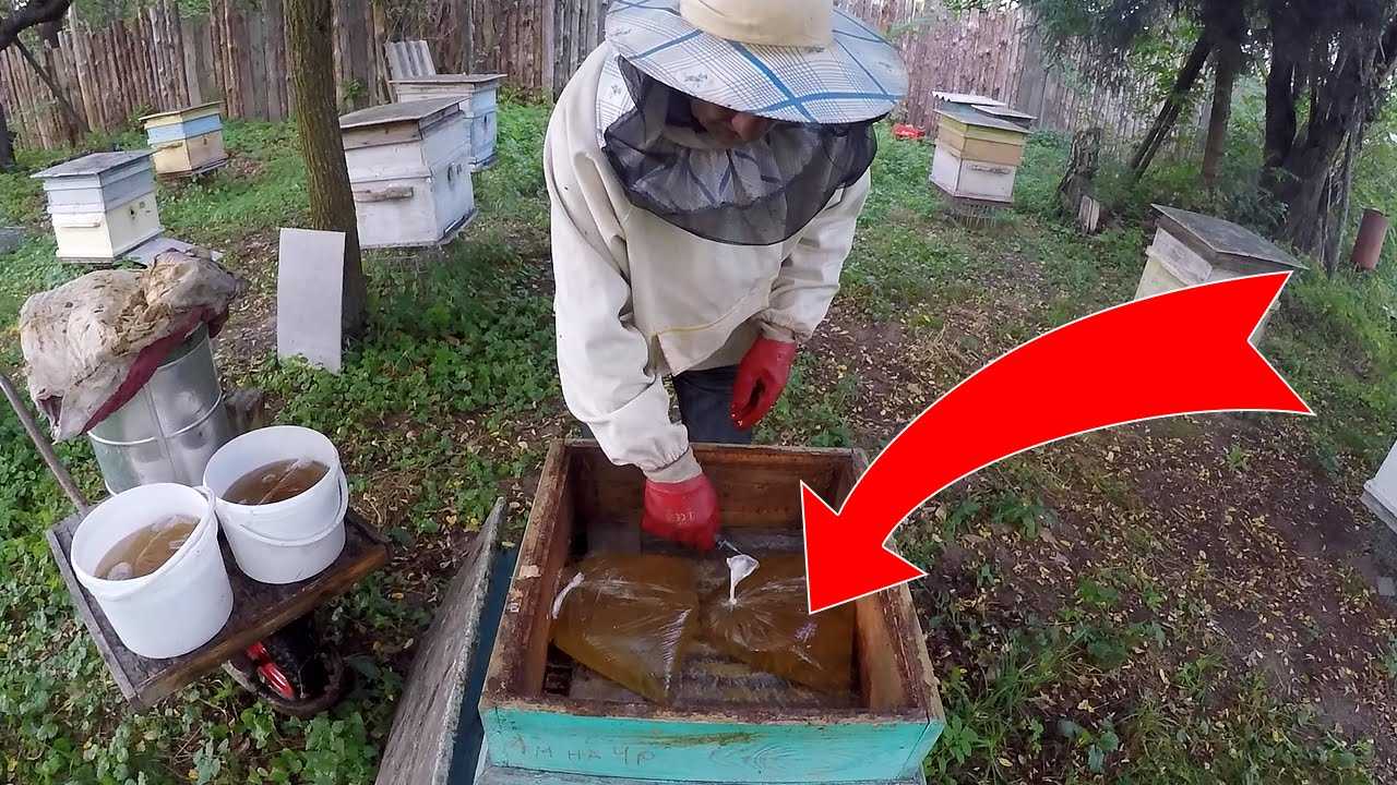 Инвертированный сироп – лучшее средство подкормки пчел
