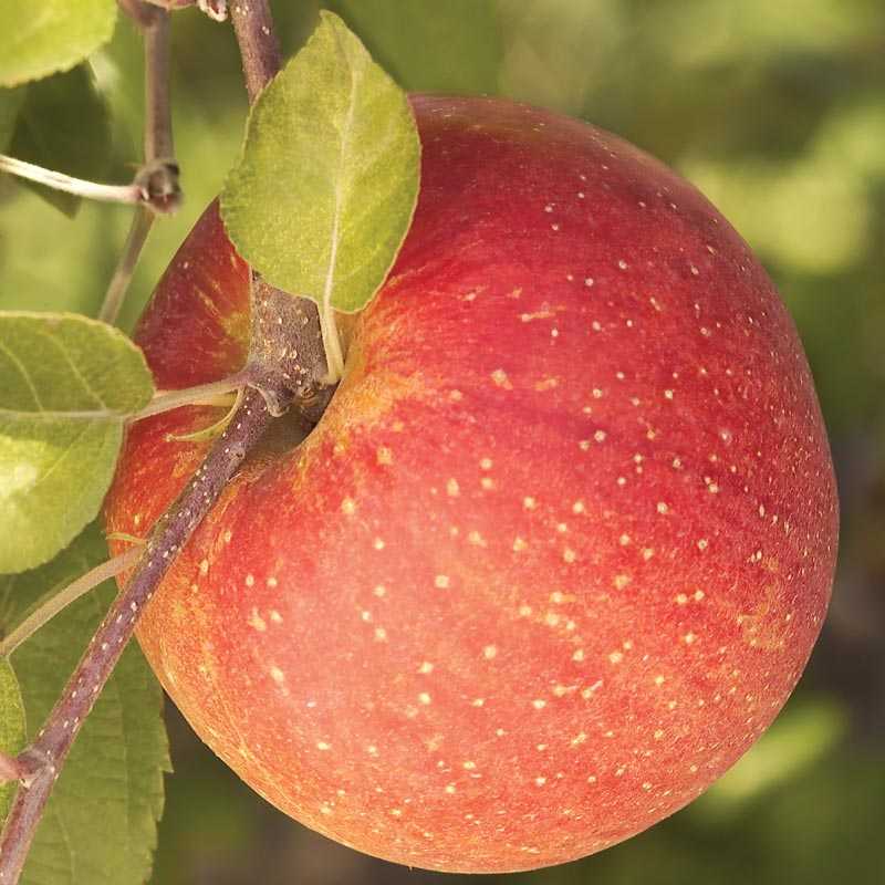 Описание и особенности выращивания сорта яблонь фуджи