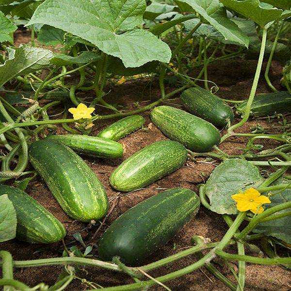 Сорт огурцов гинга f1: описание, характеристика, выращивание и уход