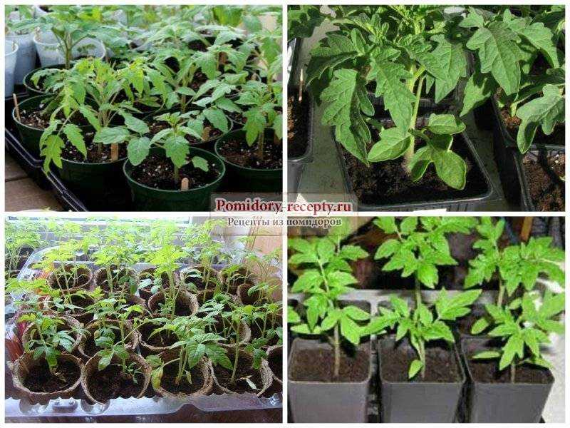 Технология метода китайского способа выращивания рассады томатов