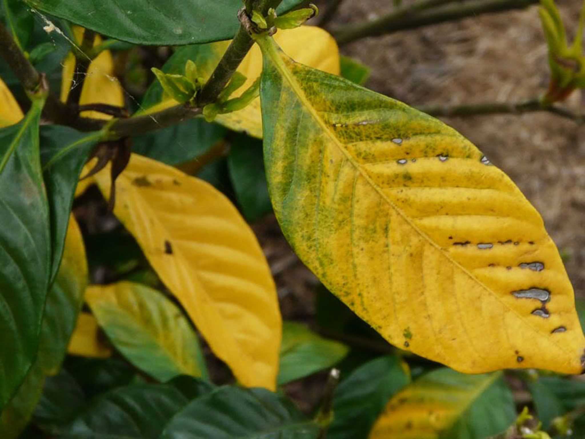 Почему желтеют листья у рассады: что делать, как и чем подкормить растения