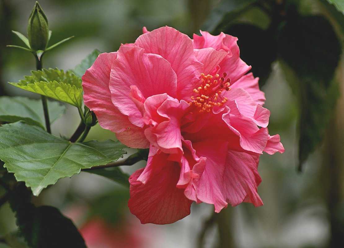 Родовое название китайской розы 8 букв. Гибискус Розан.