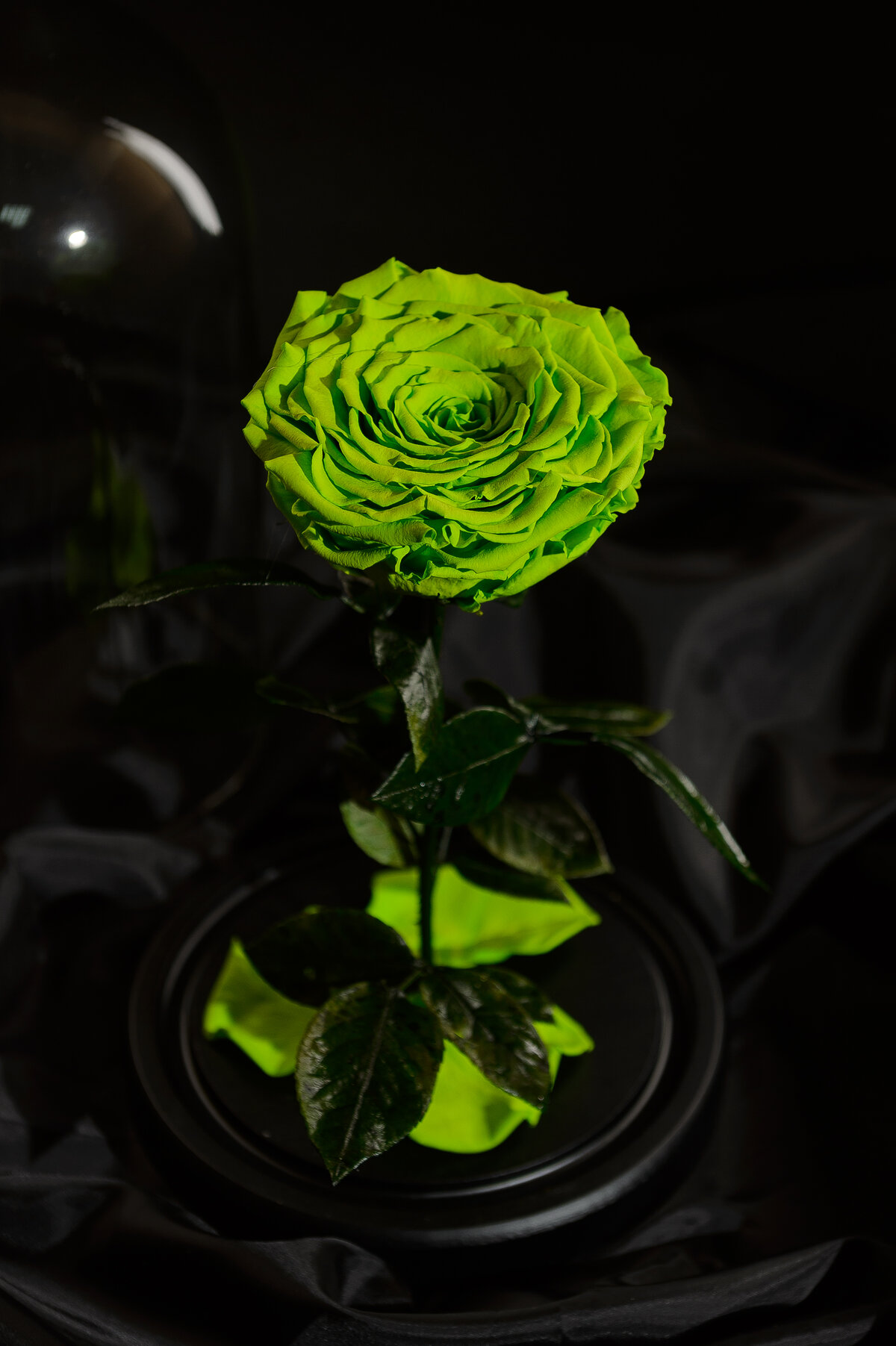 Красные розы через зеленое стекло. Зеленые розы. Зелёные розы Эстетика. Зеленые розы крашенные.