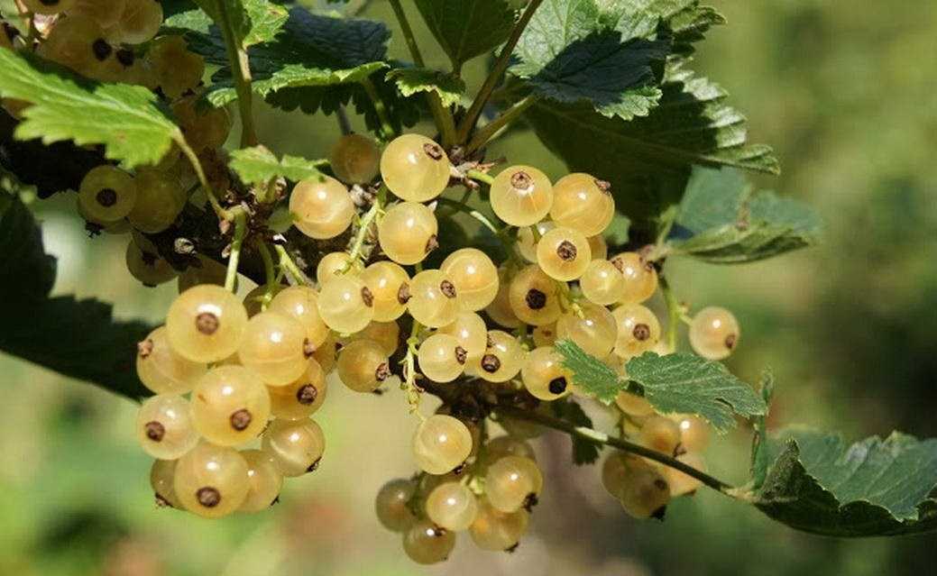 Слушать белая смородина. Смородина белая Версальская куст. Золотистая смородина «Ляйсан» куст. Смородина золотистая Ляйсан. Смородина Версаль.